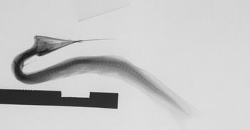 Media type: image; Ichthyology 60589